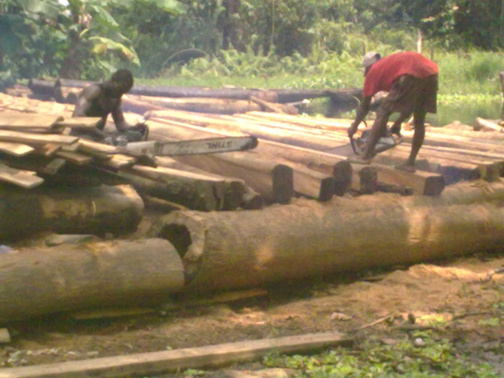 Cutting logs into cubits at Emago-Kugbo