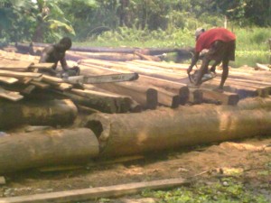 Emago-kugbo Logging