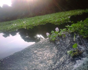 Water hyacinth in the waterways leading to Emago-Kugbo